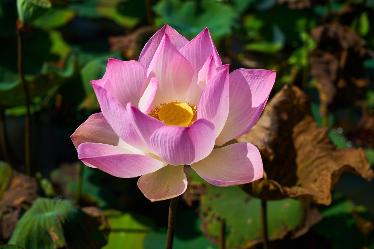 Image - lotus plant flower nature leaves