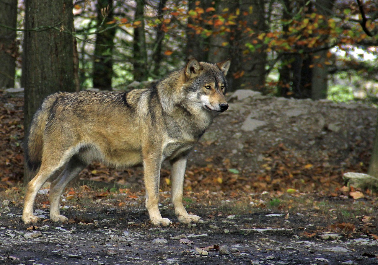 Image - nature mammal wood animal world