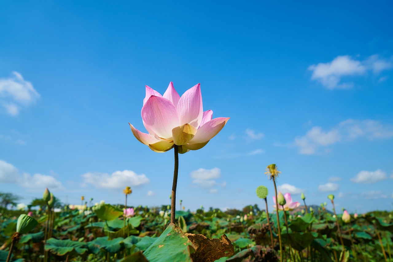 Image - lotus plant flower nature leaves