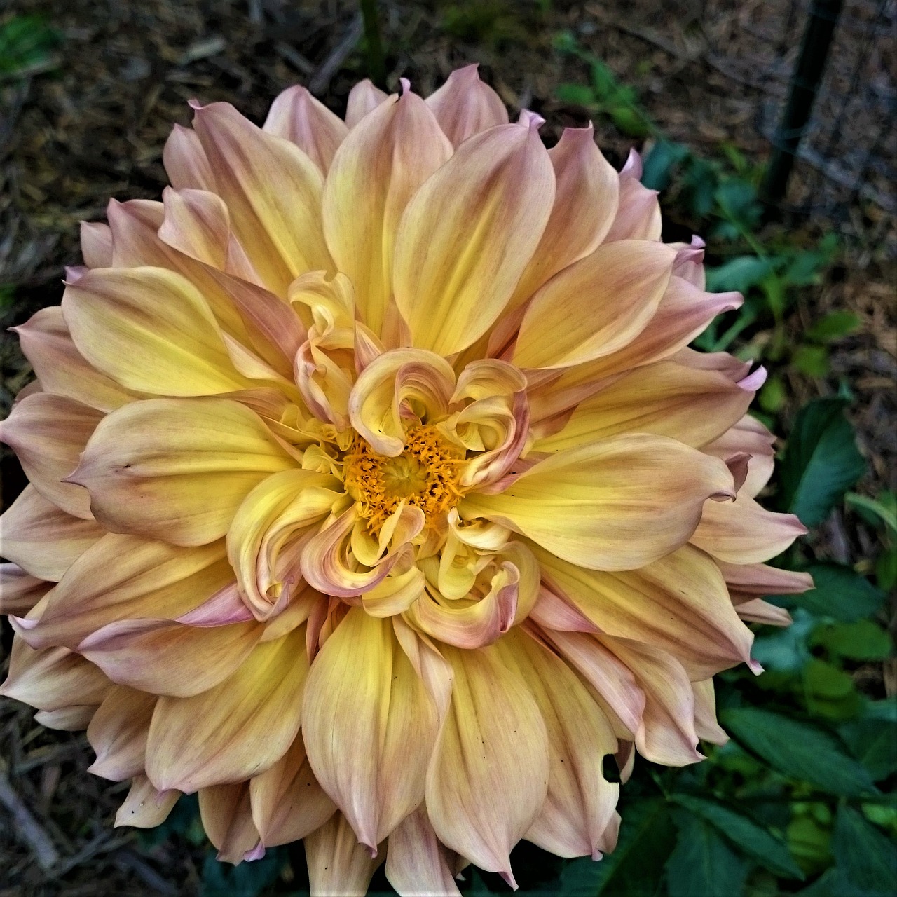 Image - dahlia flower yellow peachy