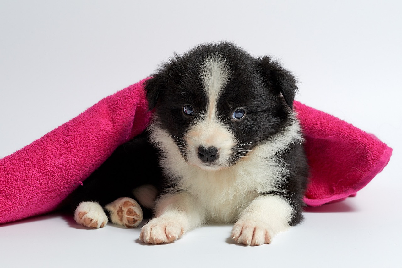 Image - cute dog pet small animal puppy