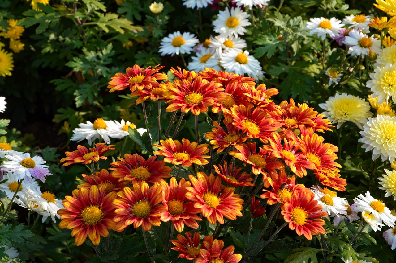Image - flower chichewa live vivid color