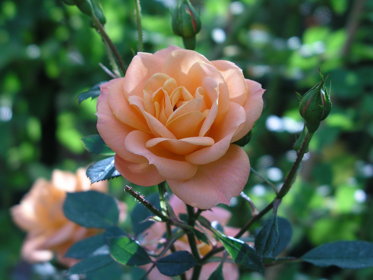 Image - rose orange flower plant nature