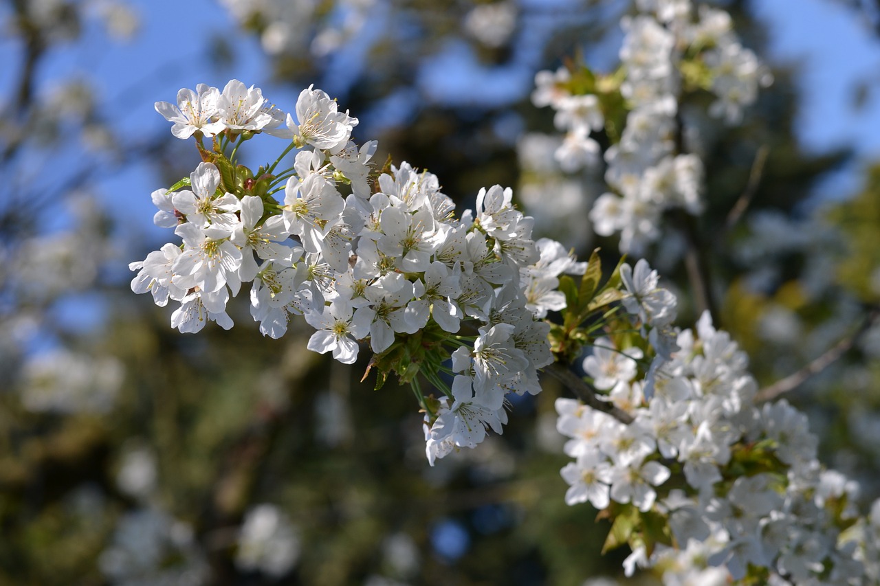 Image - tree plant nature season spring
