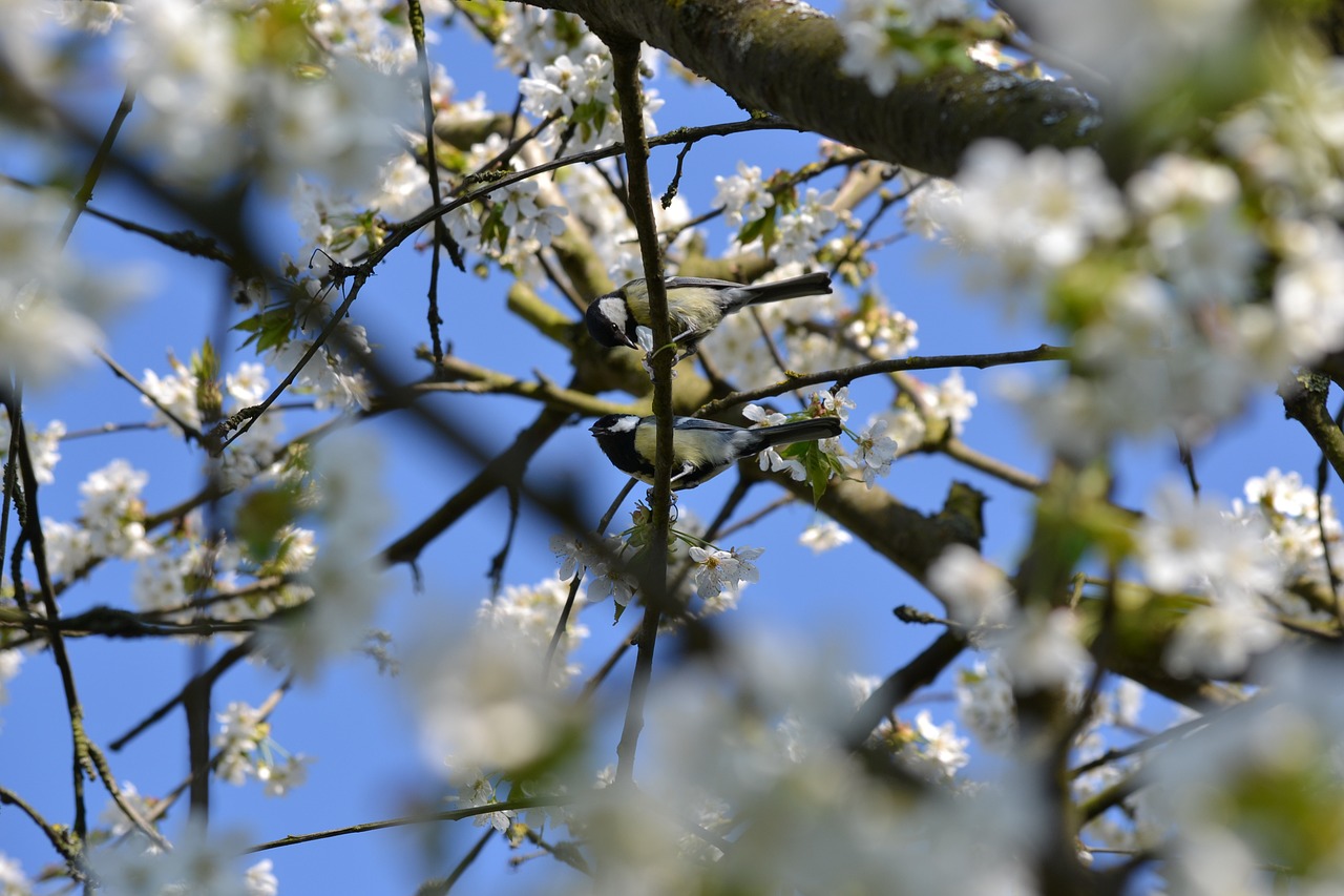 Image - bird tree cherry wood nature tit