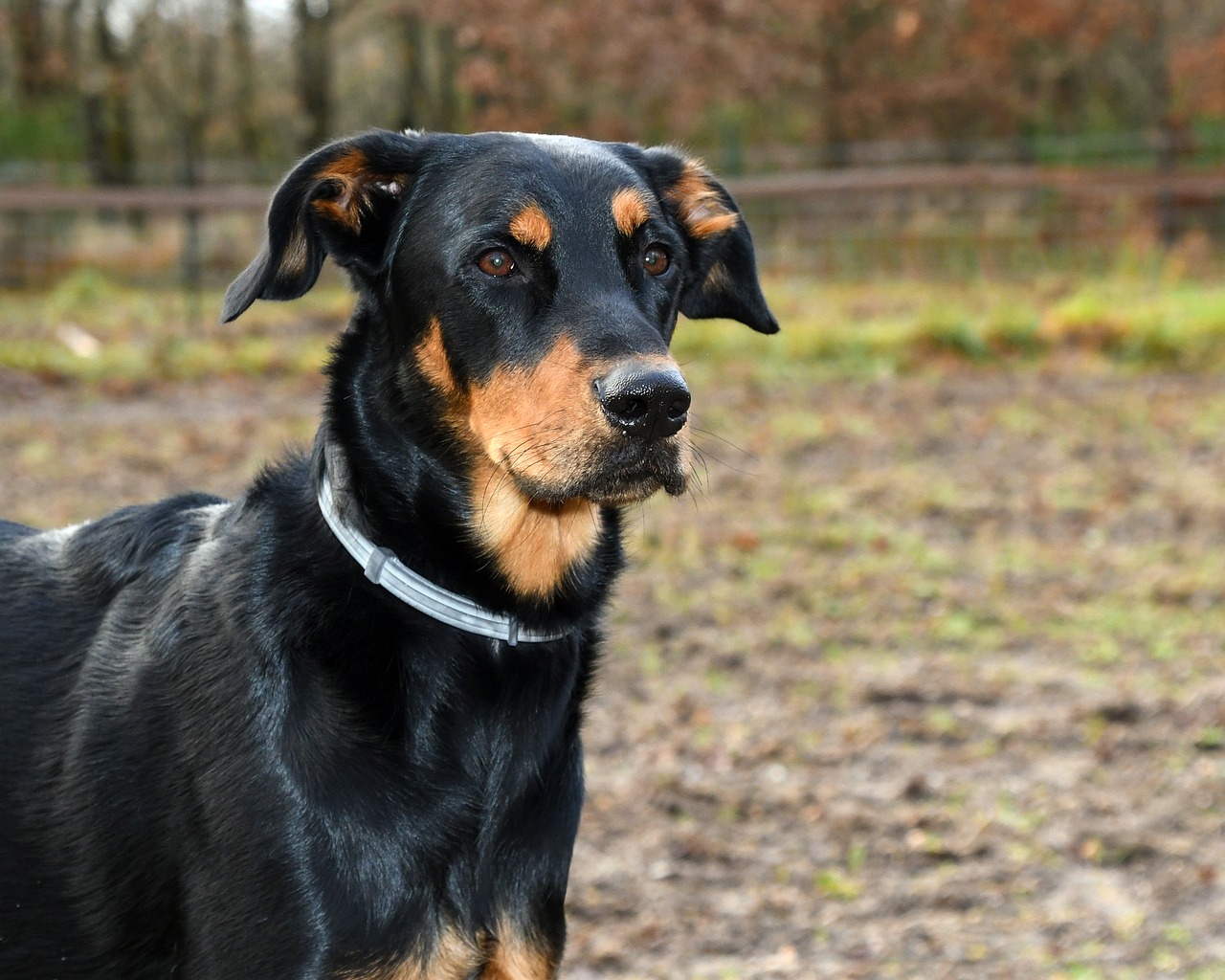 Image - dog beauceron mammal canine pet