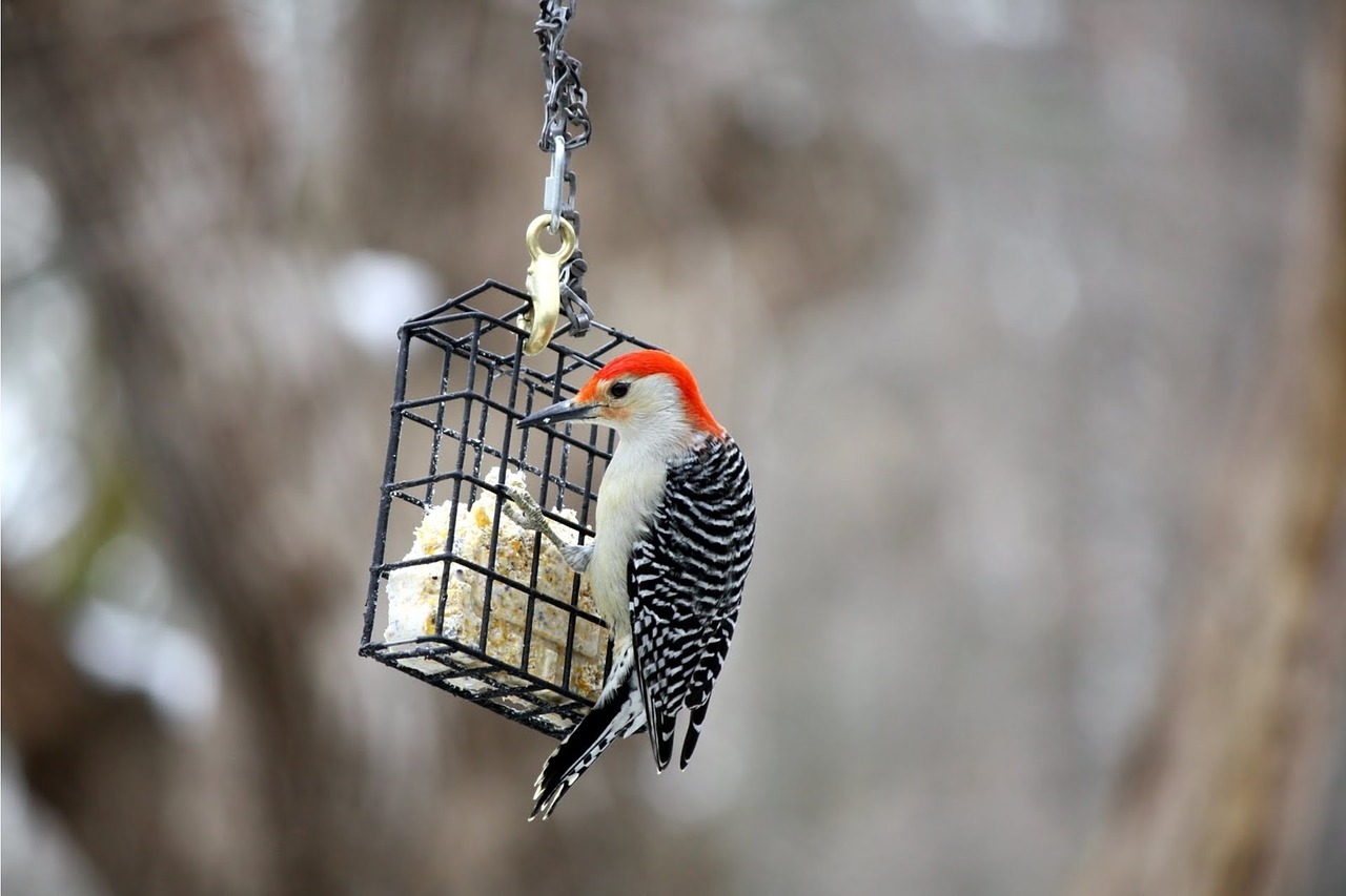 Image - bird wildlife nature outdoors