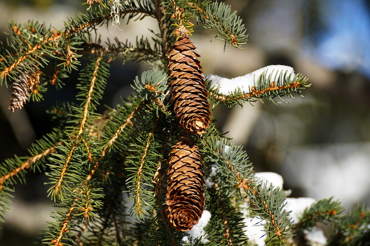 Image - winter tree christmas pine fir