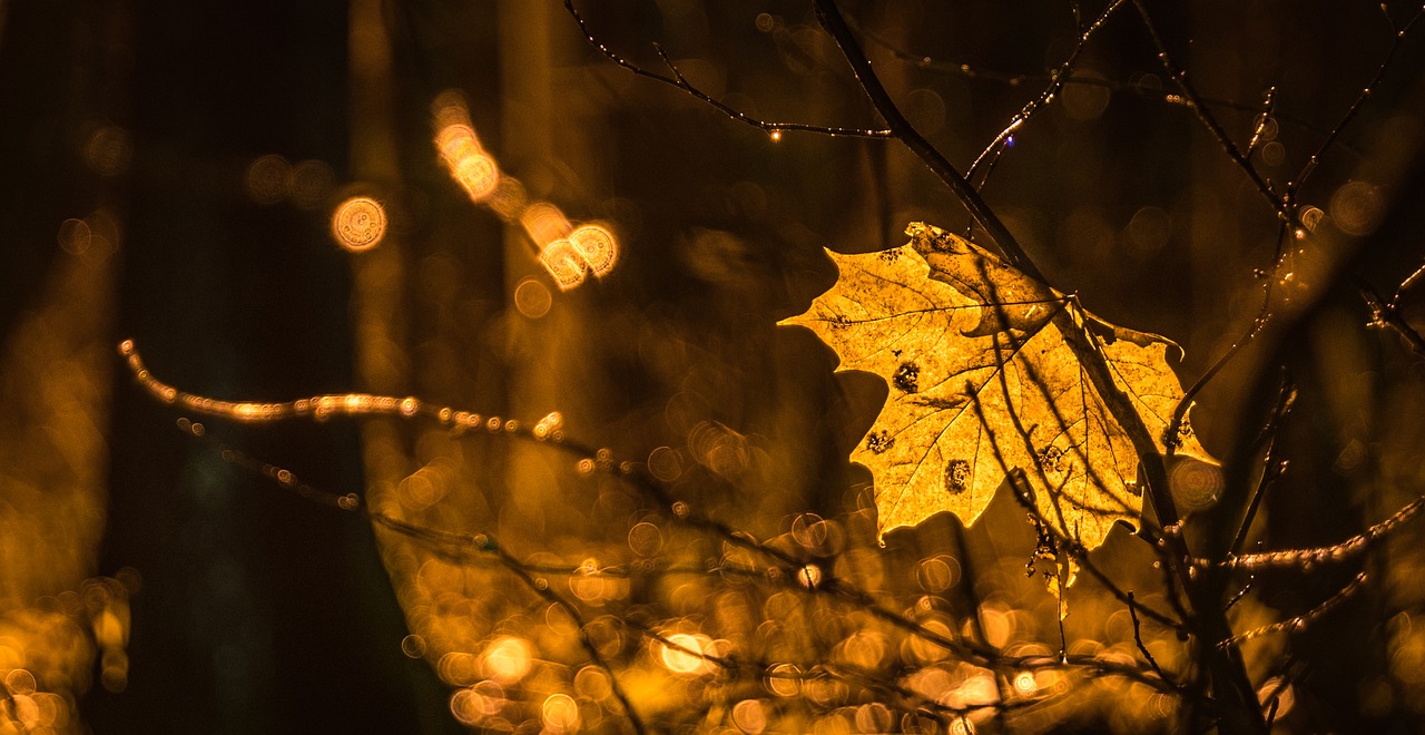 Image - night maple leaf rain branch