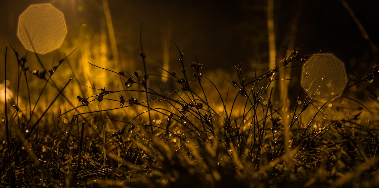 Image - night grass bokeh rosa rain drops