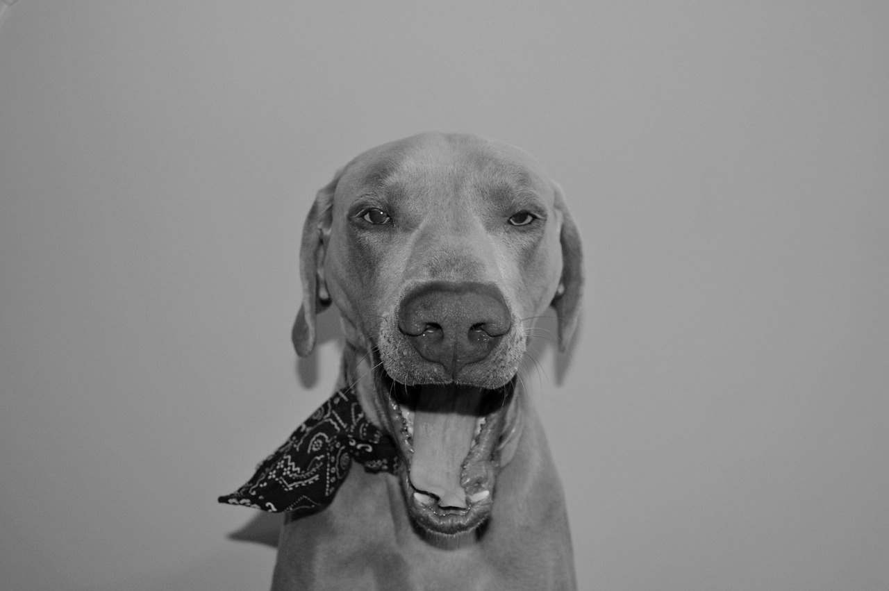 Image - dog portrait canine cute one