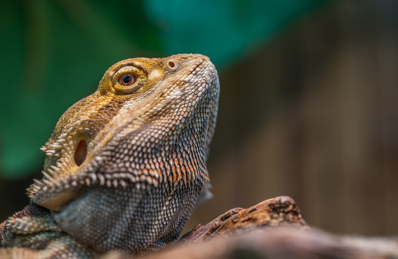 Image - nature reptile living nature lizard