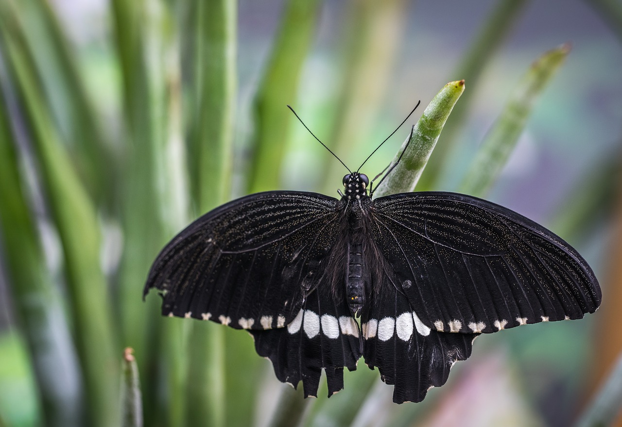 Image - nature outdoors no one insect