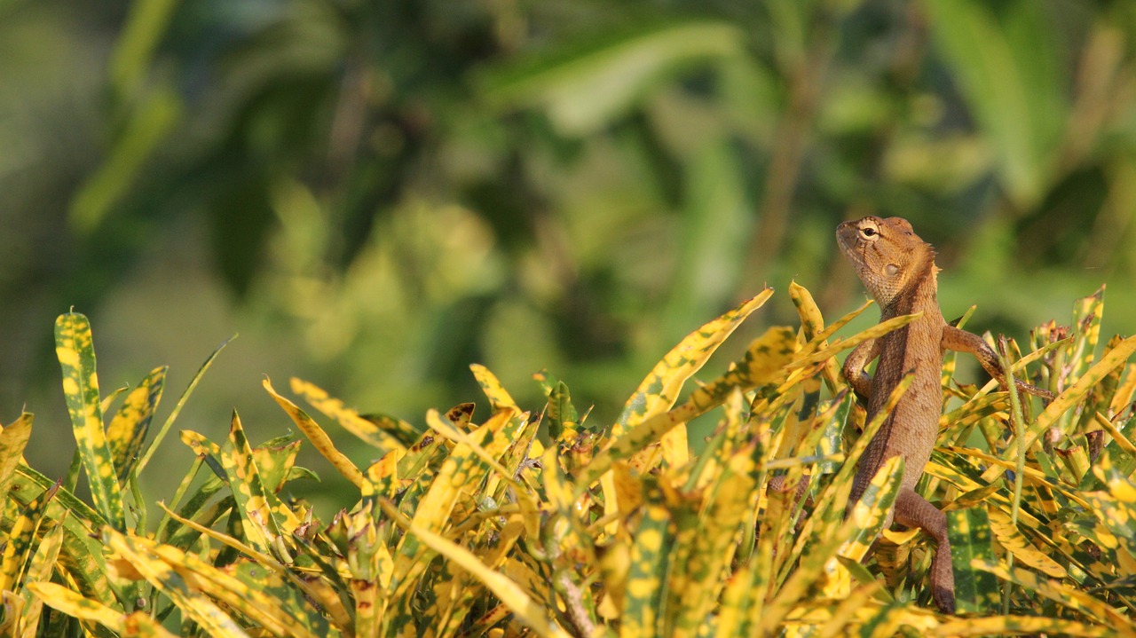 Image - chameleon by nature animals reptile