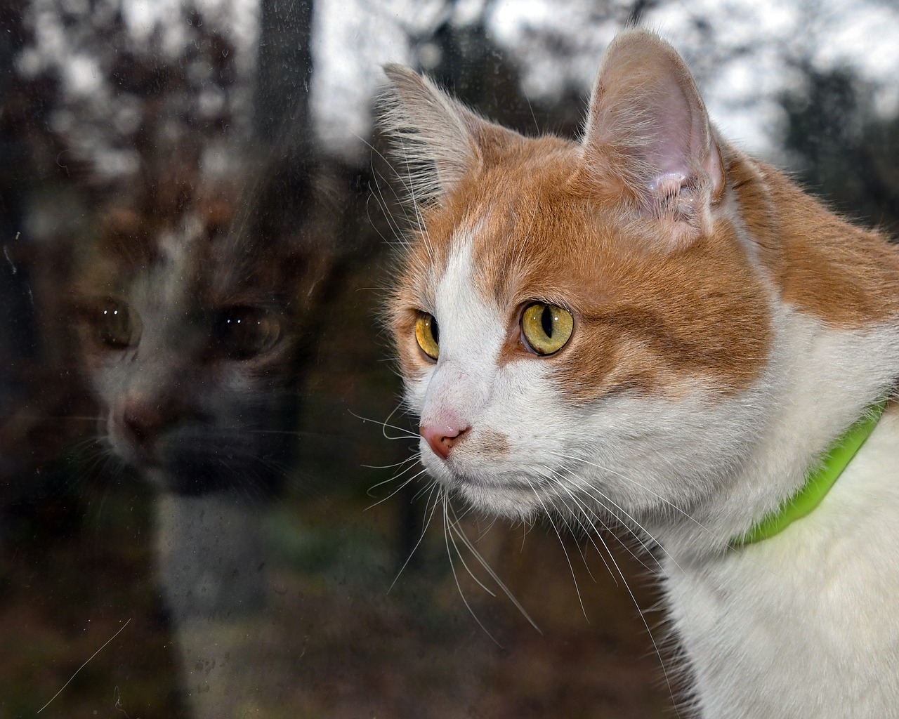 Image - cat reflection glass feline head