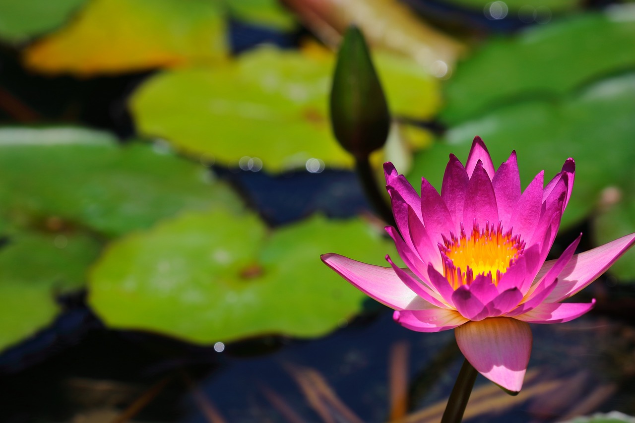 Image - lotus pool flora leaf nature