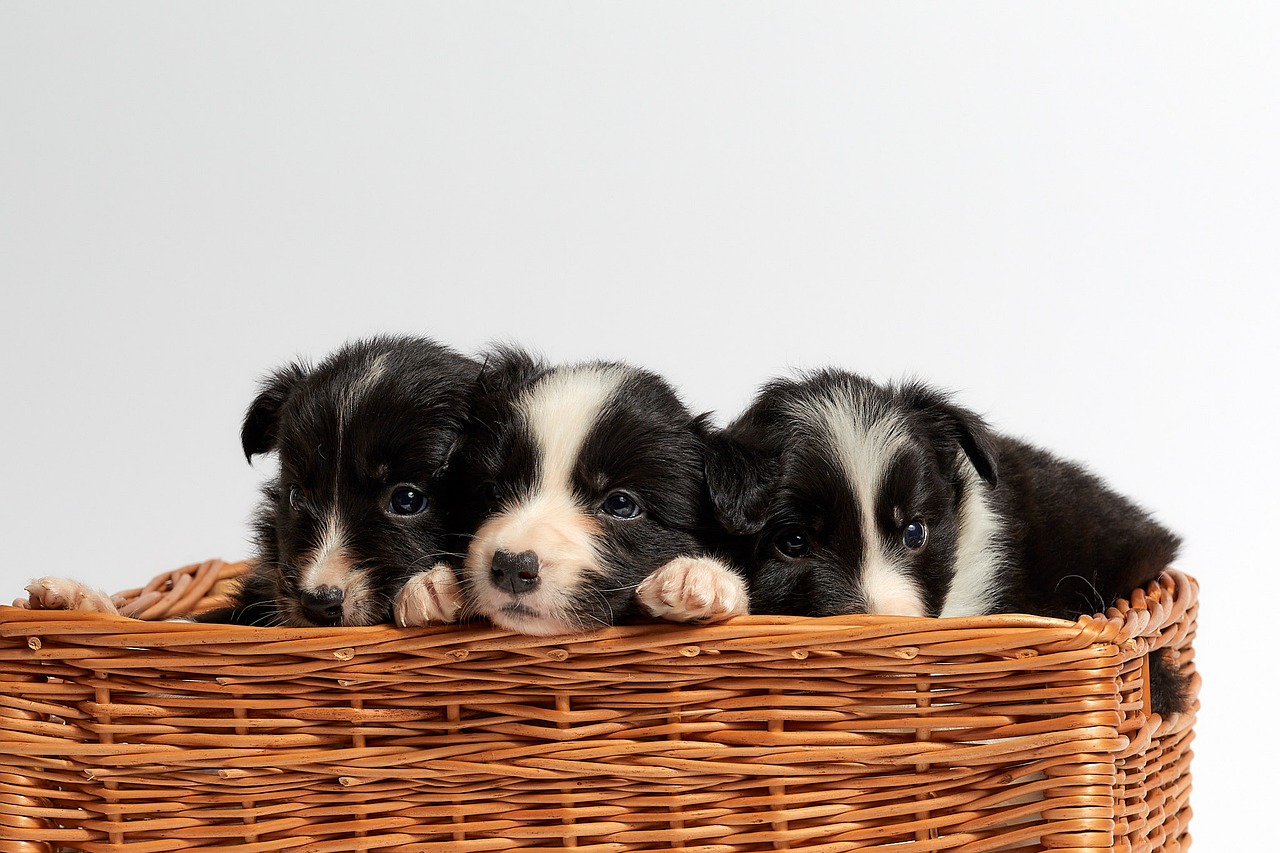 Image - cute basket pet dog small animal