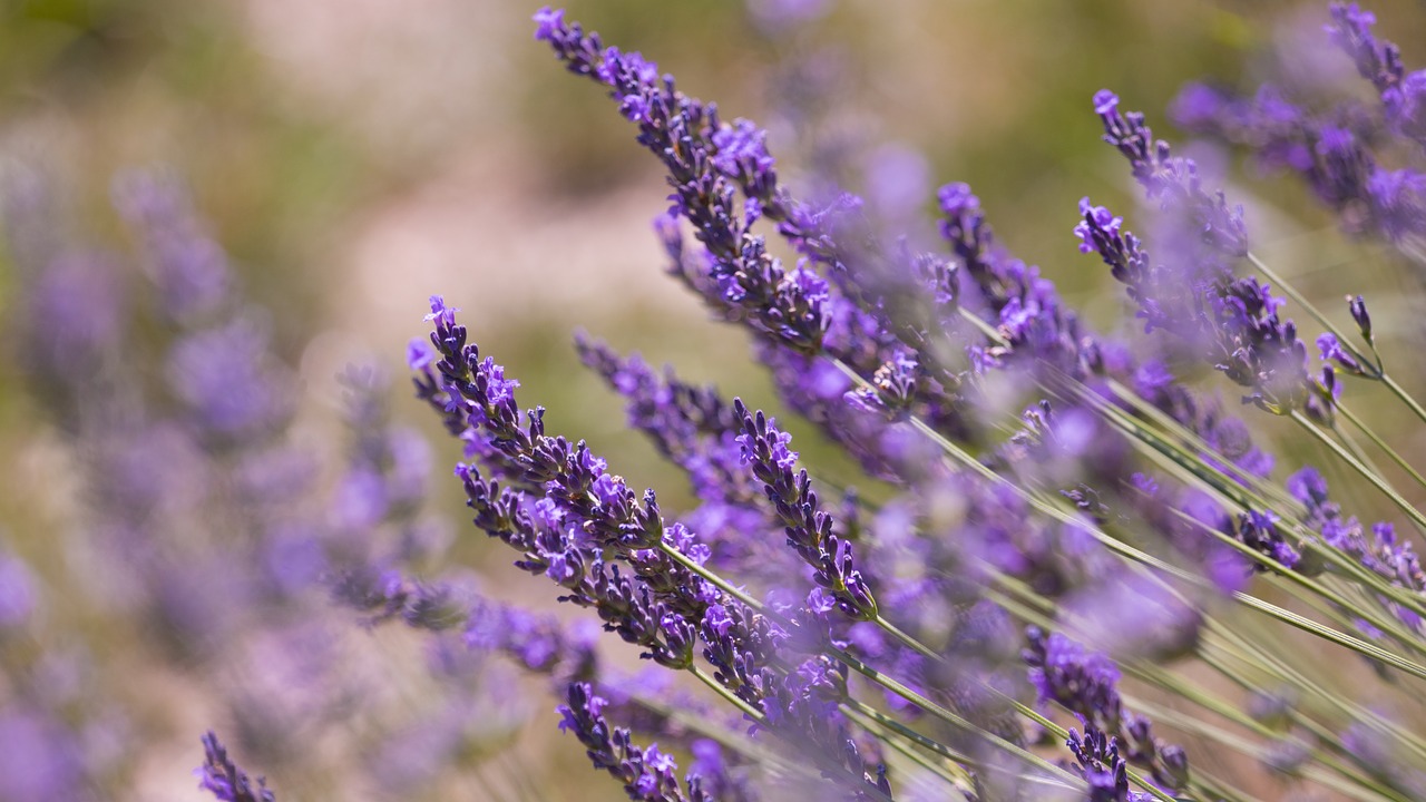 Image - flower nature plant lavender