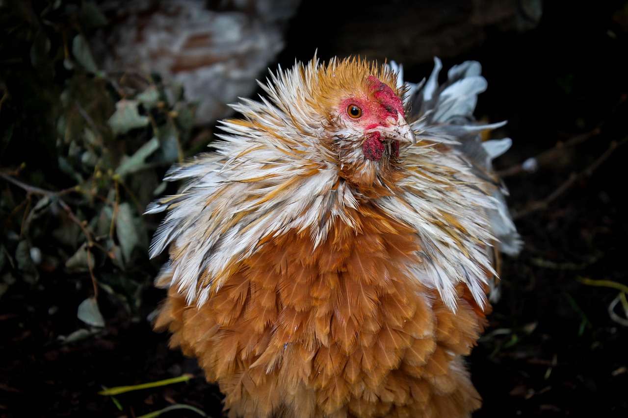 Image - nature bird animal hahn chickens