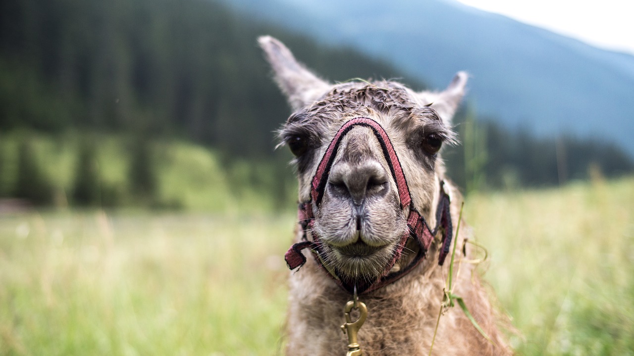 Image - nature animal grass lama