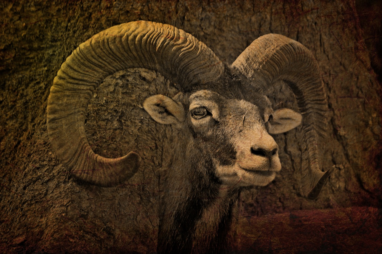 Image - animal mammal bock mouflon nature