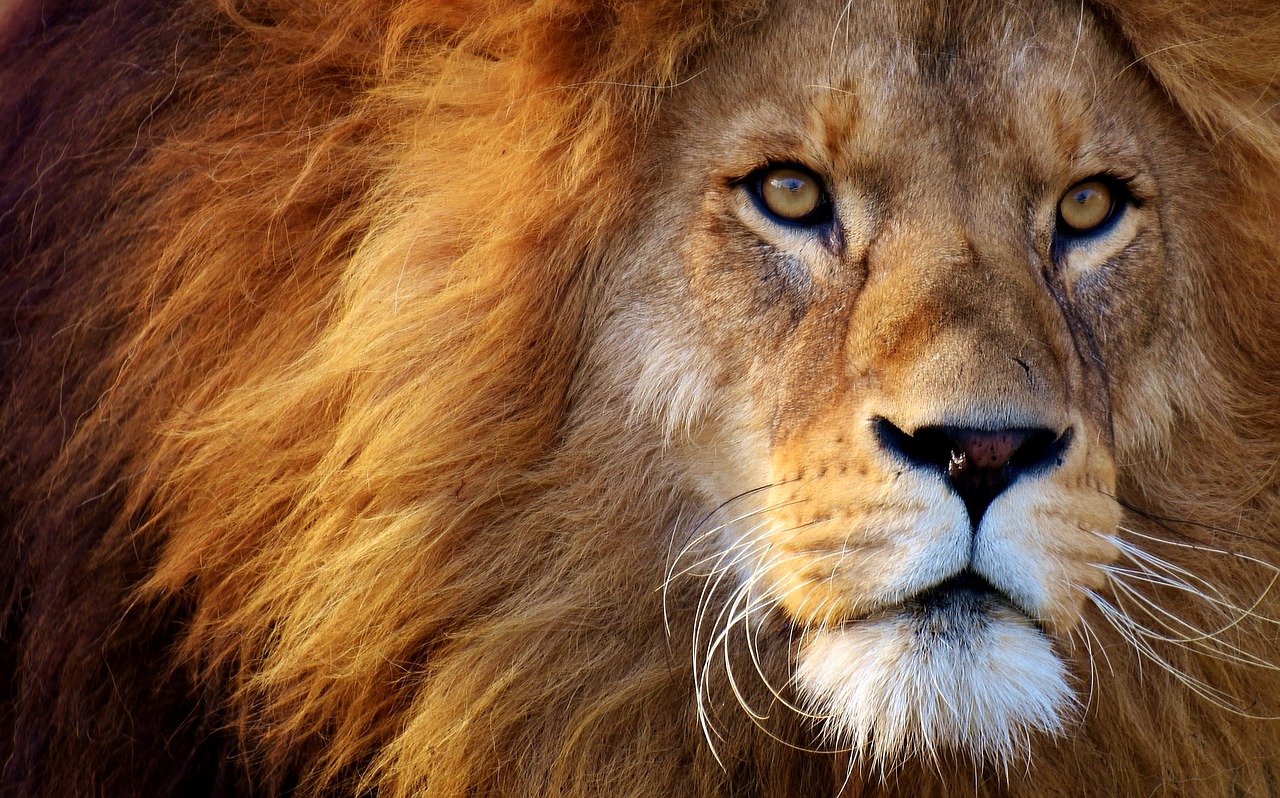 Image - lion predator dangerous mane cat