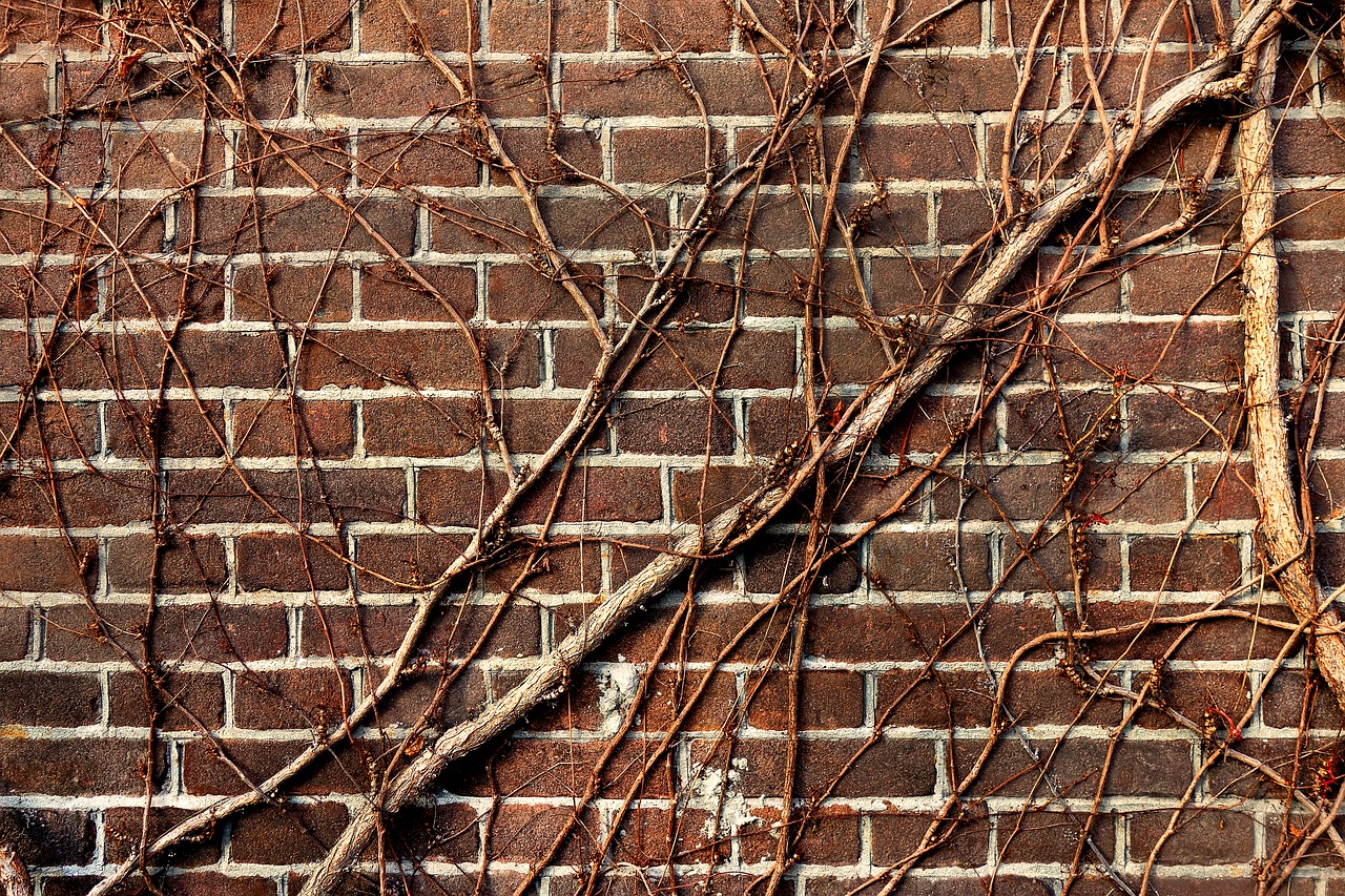 Image - wall brick wall vine creeper