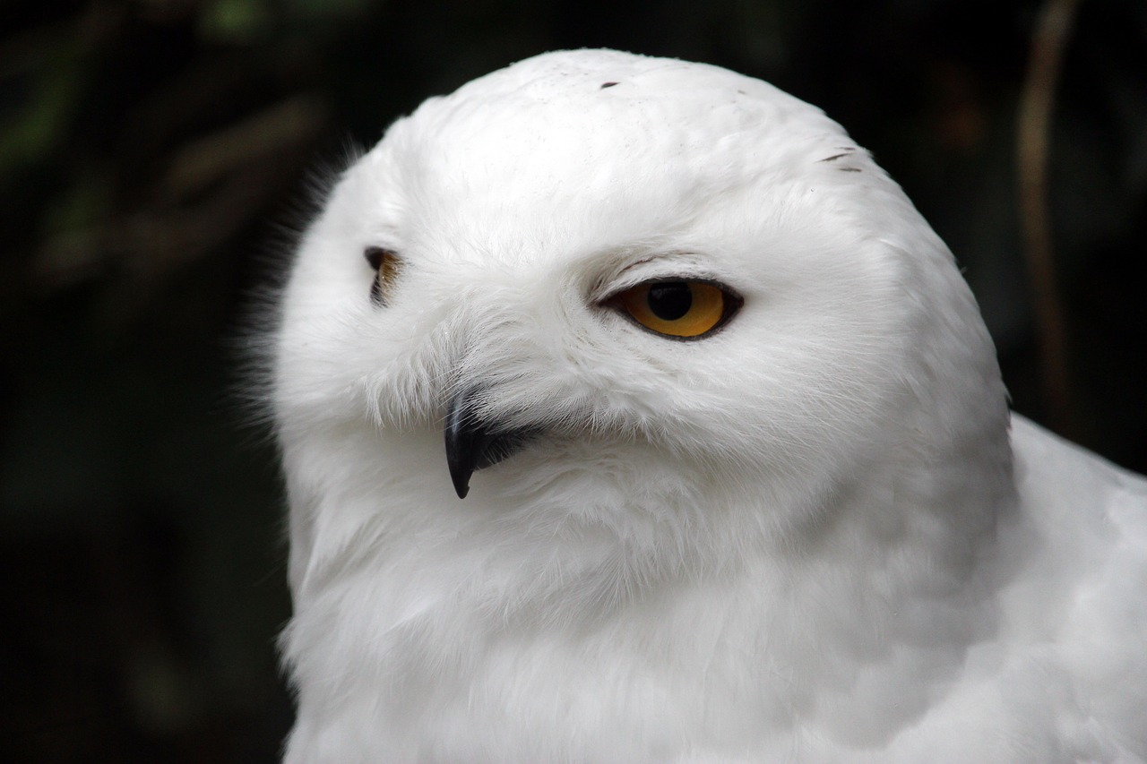 Image - bird animal world nature feather