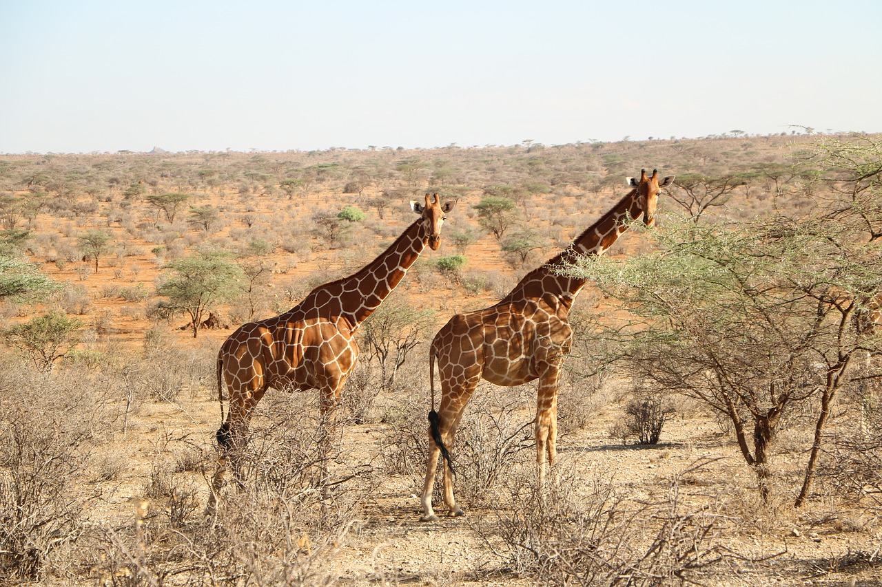 Image - giraffe nature safari wildlife