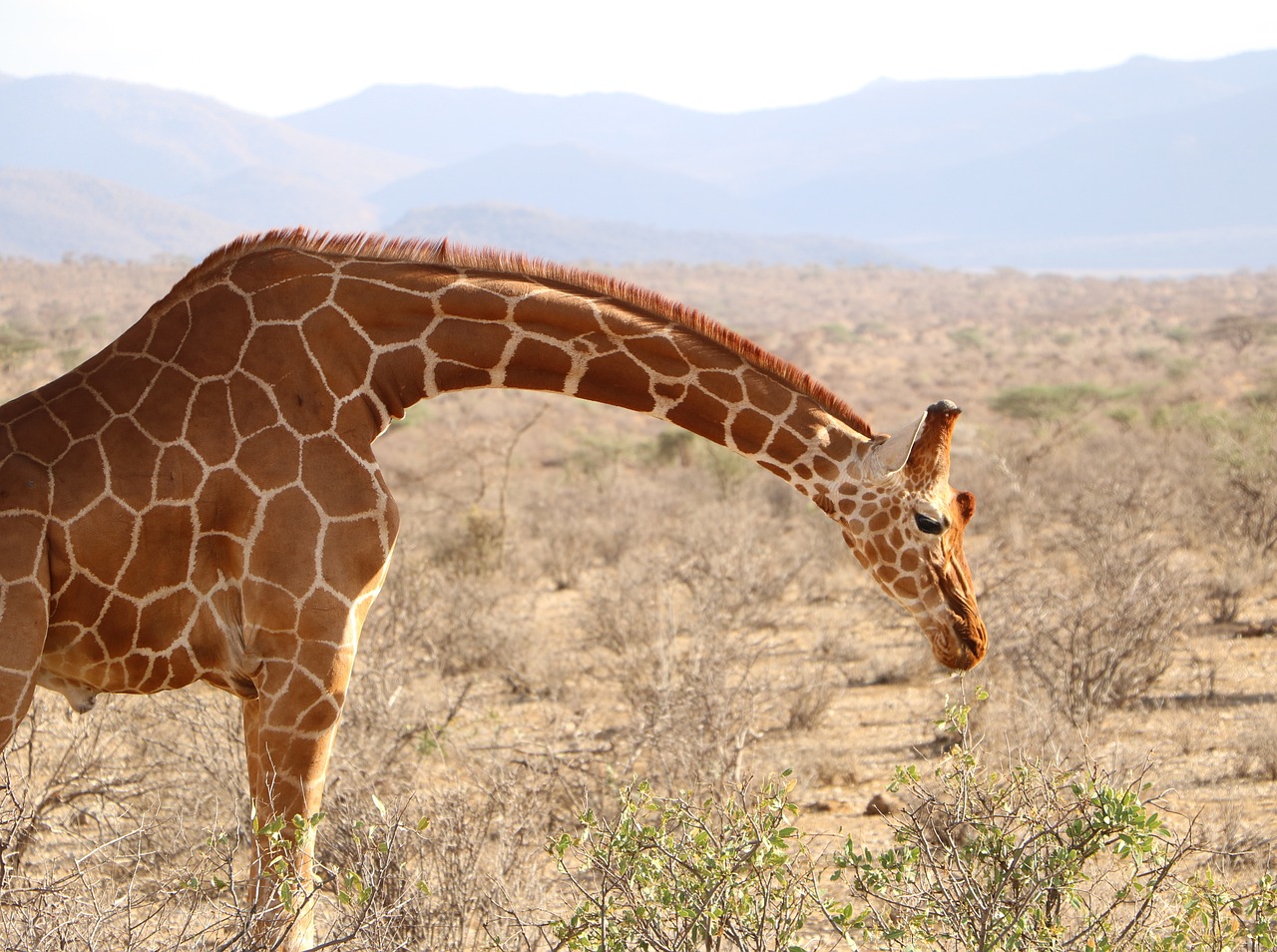 Image - nature animal wildlife giraffe