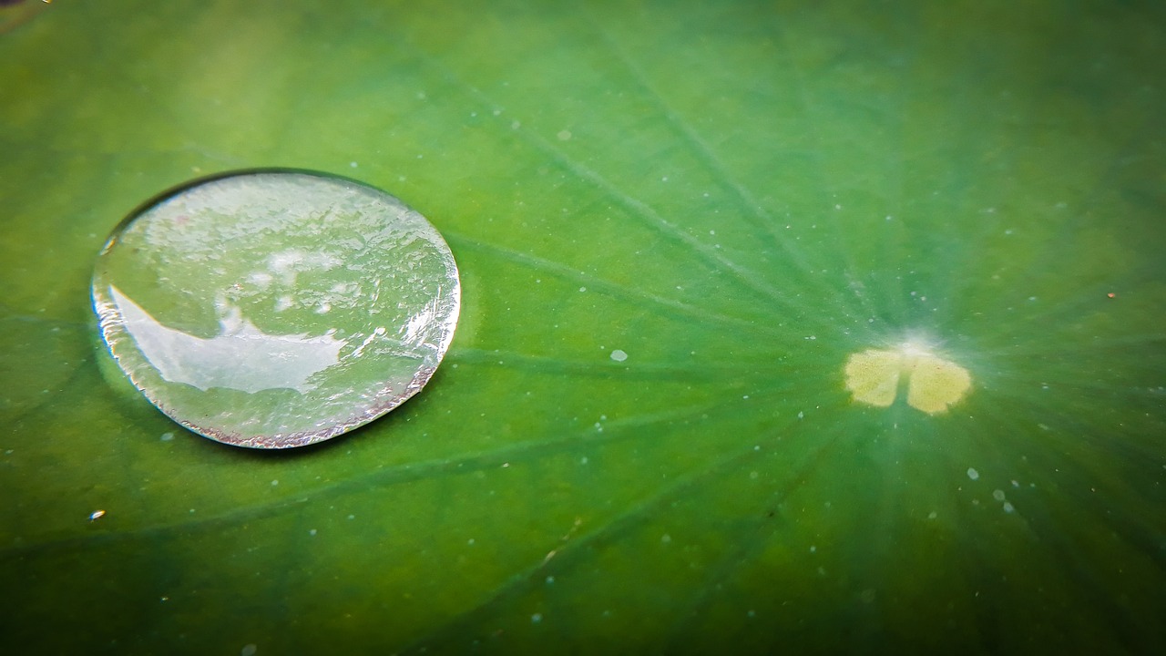 Image - drop nature flora leaf desktop