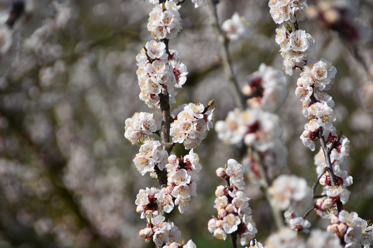 Image - flowers petal apricot blossom