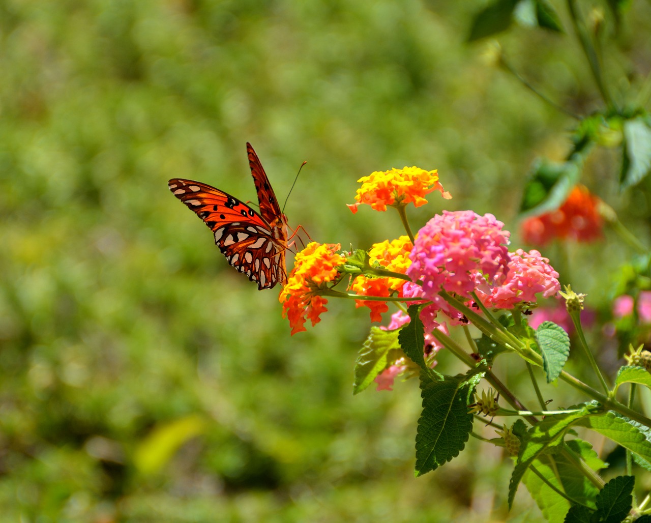Image - nature insect flower butterfly