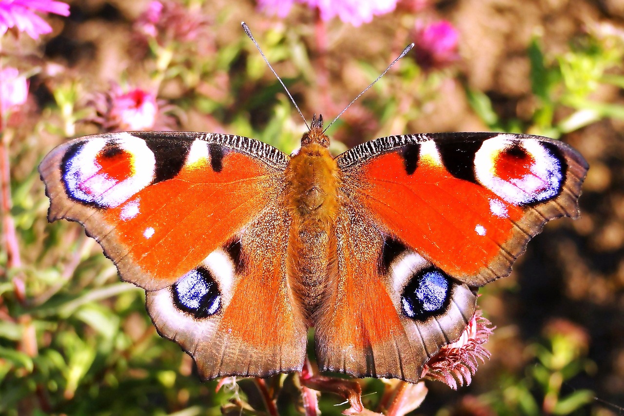 Image - butterfly day insect nature animals