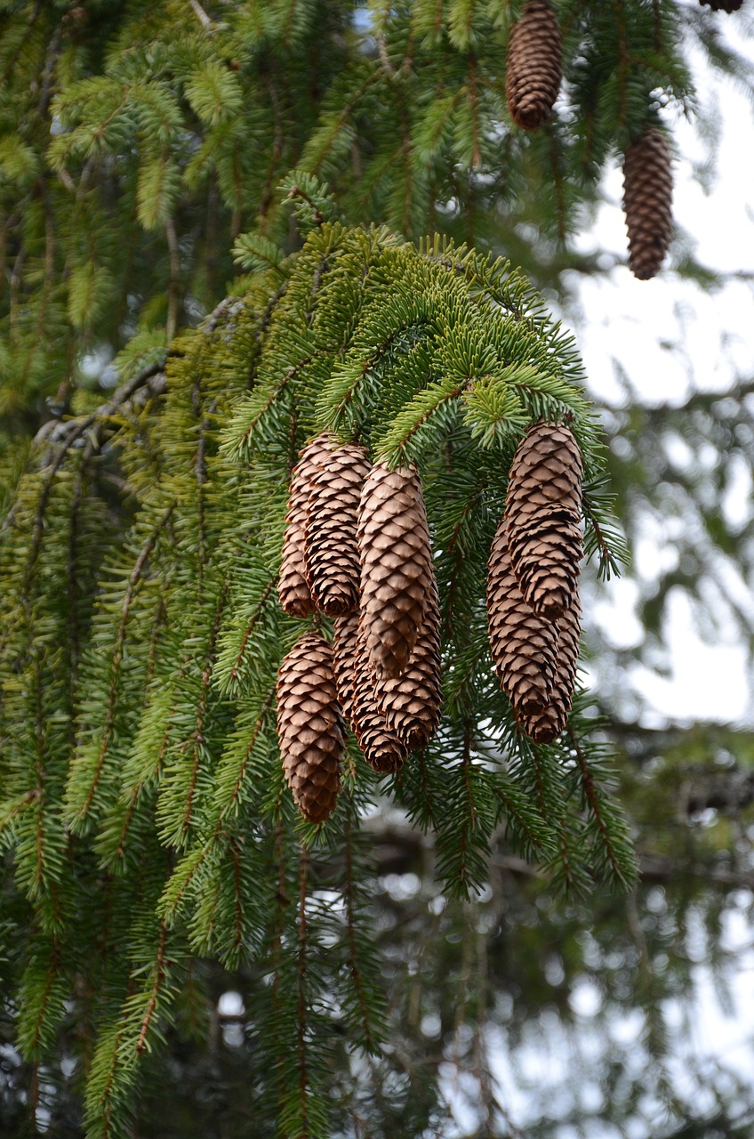 Image - tree plants evergreen pine fir