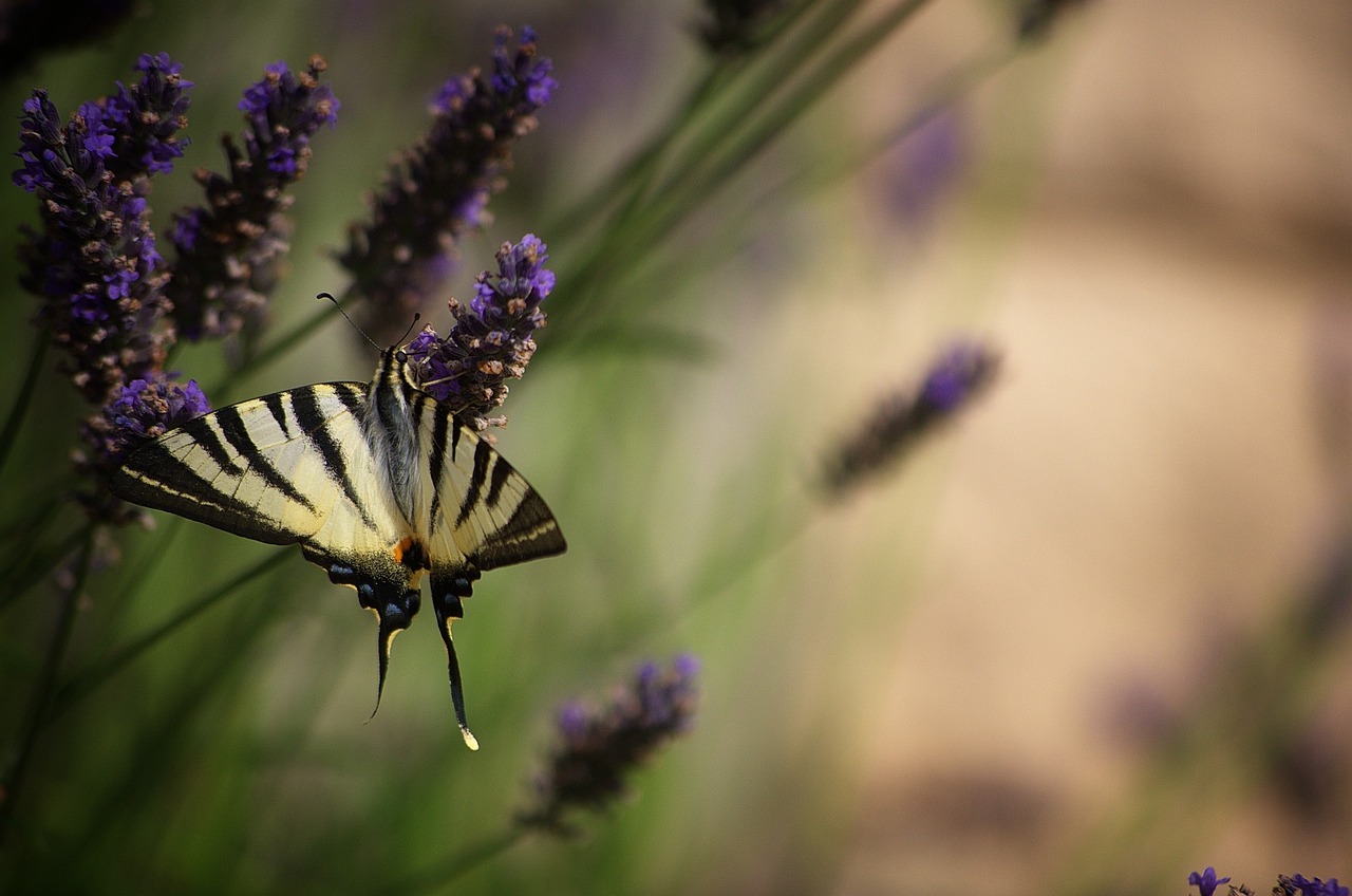 Image - flower insect nature butterfly