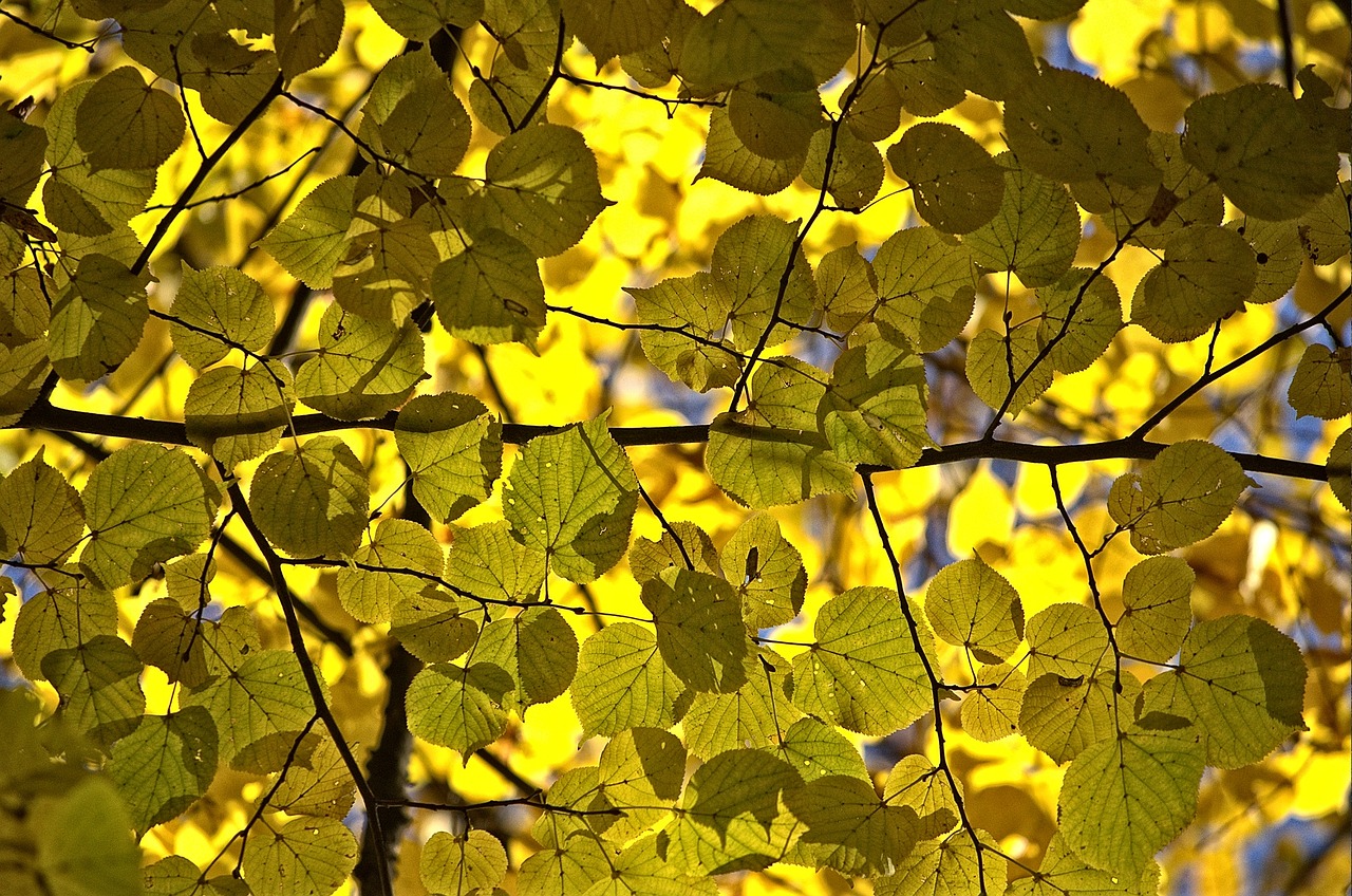 Image - leaf autumn nature plant season