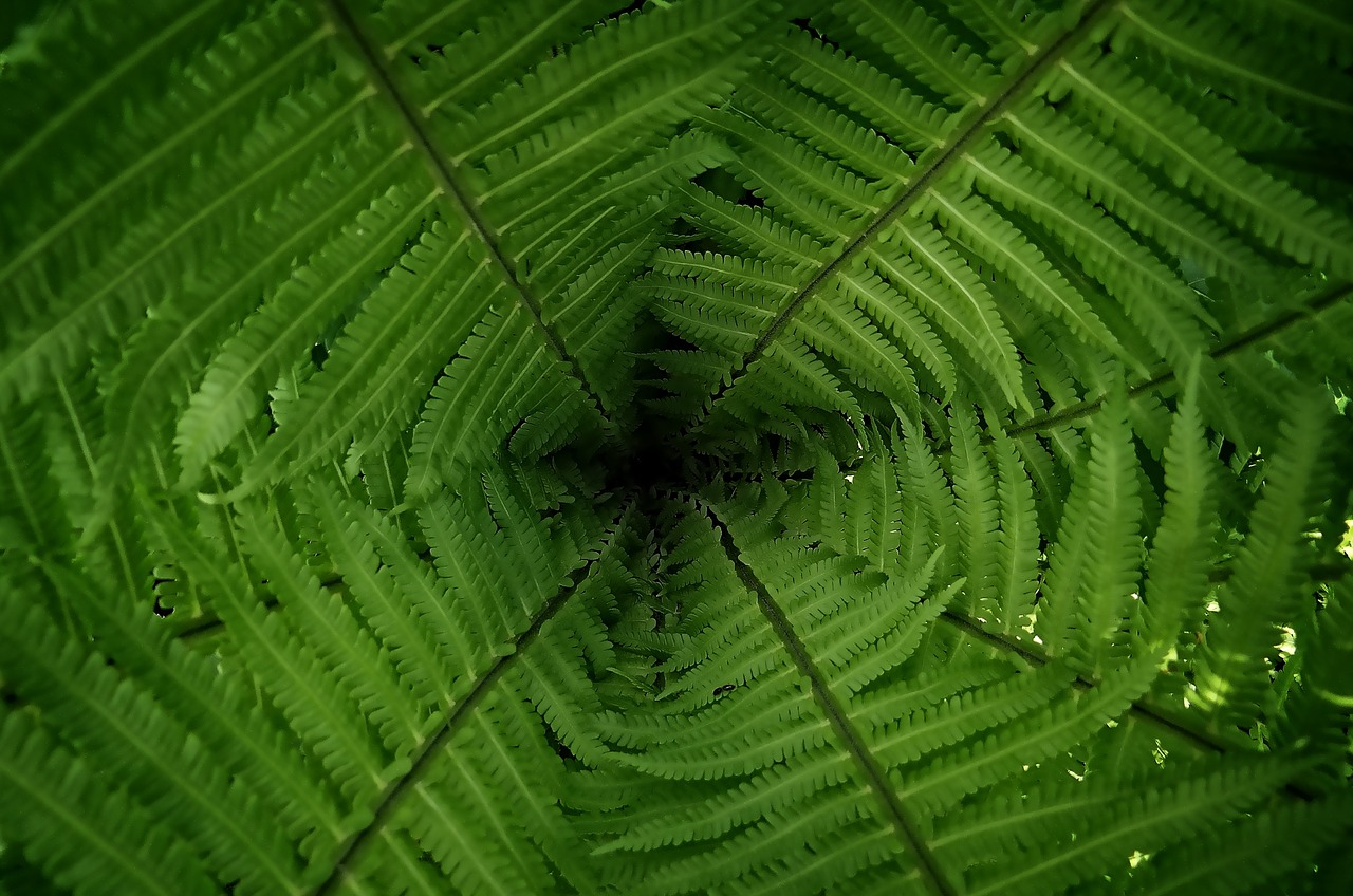 Image - leaf plant growth nature