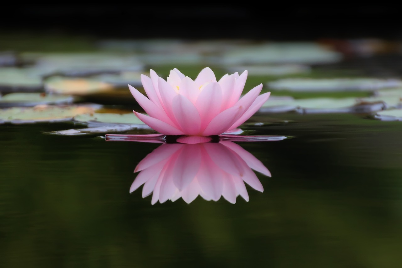 Image - nature flower plant flowers puddle