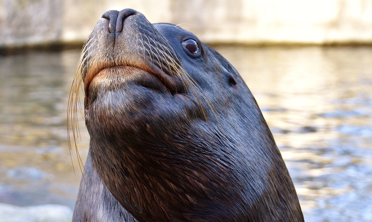 Image - seal sea lion swim water robbe