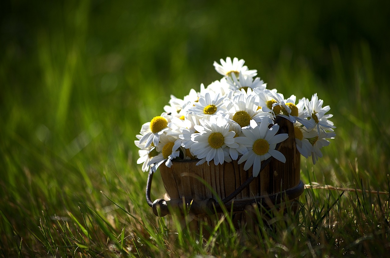 Image - nature grass flower meadow field