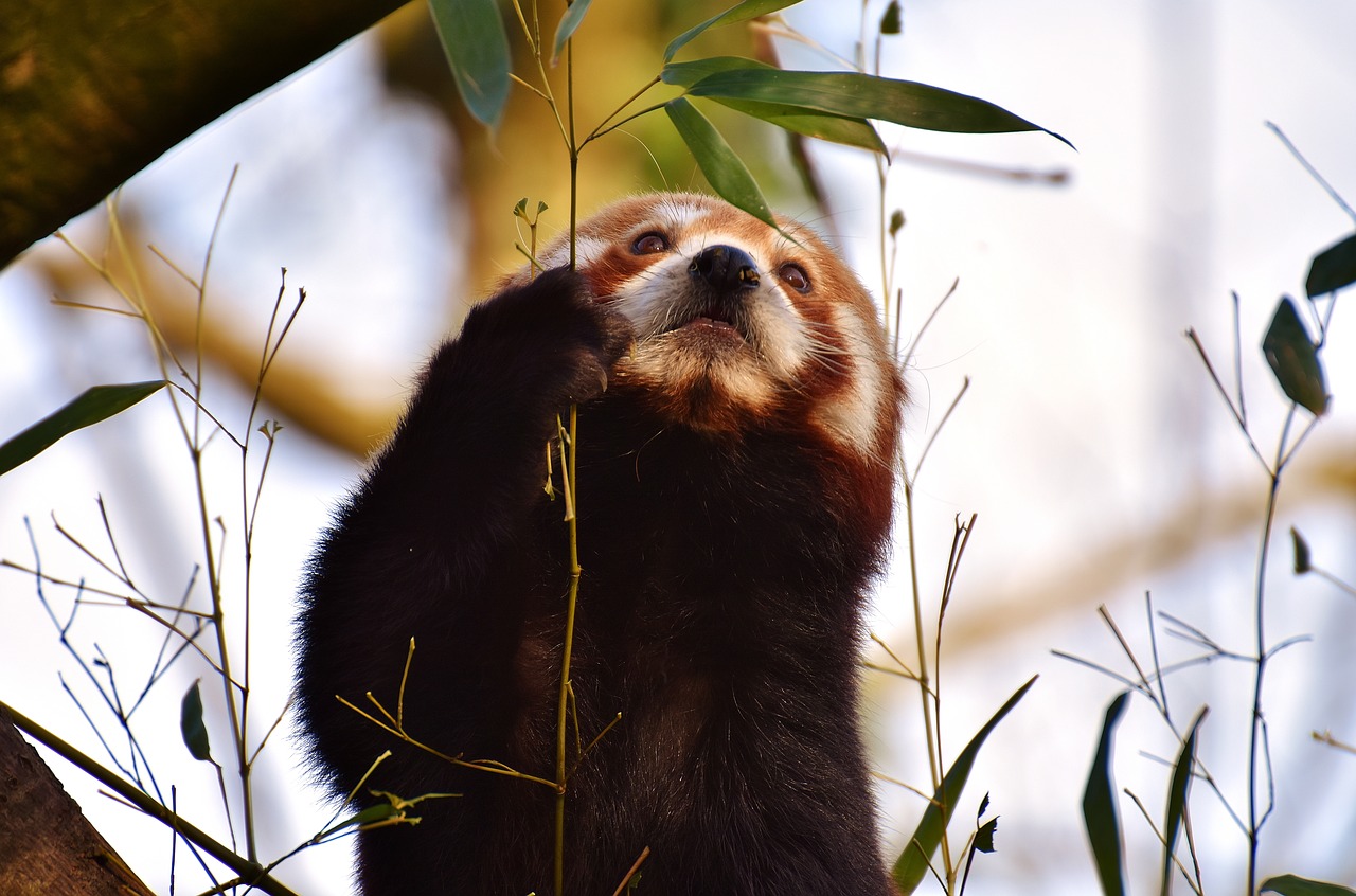 Image - panda red panda bear cat fire fox