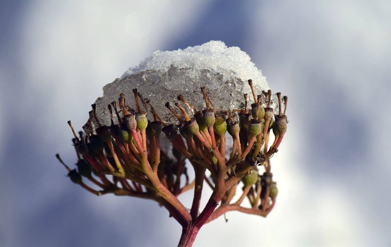 Image - snow seeds faded plant winter