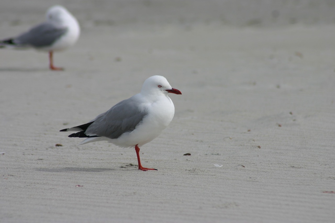 Image - bird water wildlife sea seagulls