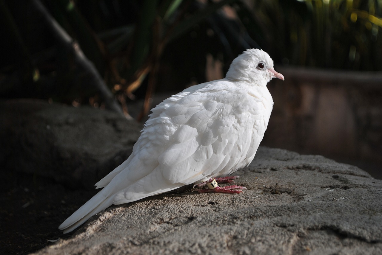 Image - bird dove feathers white pigeon