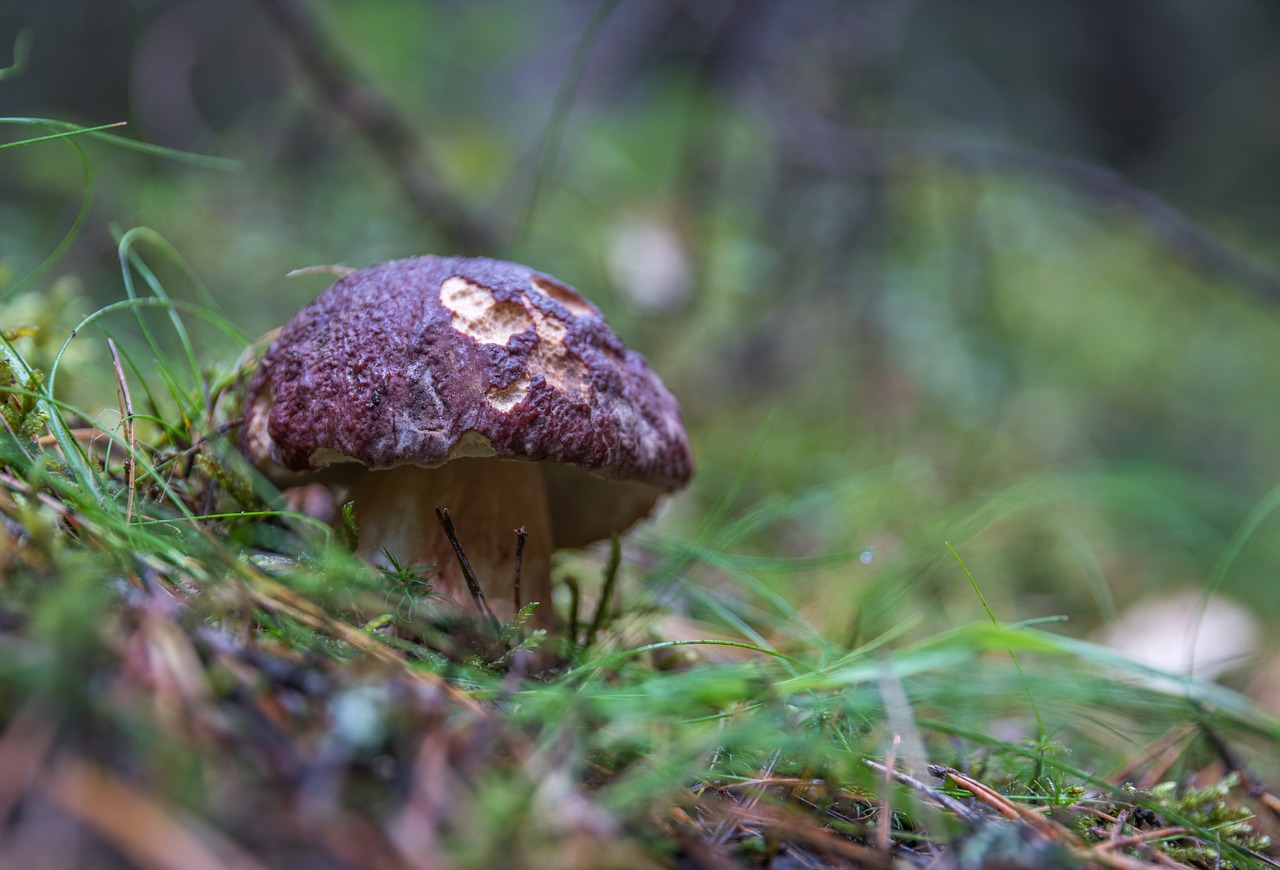 Image - mushroom white mushroom krupnyj plan