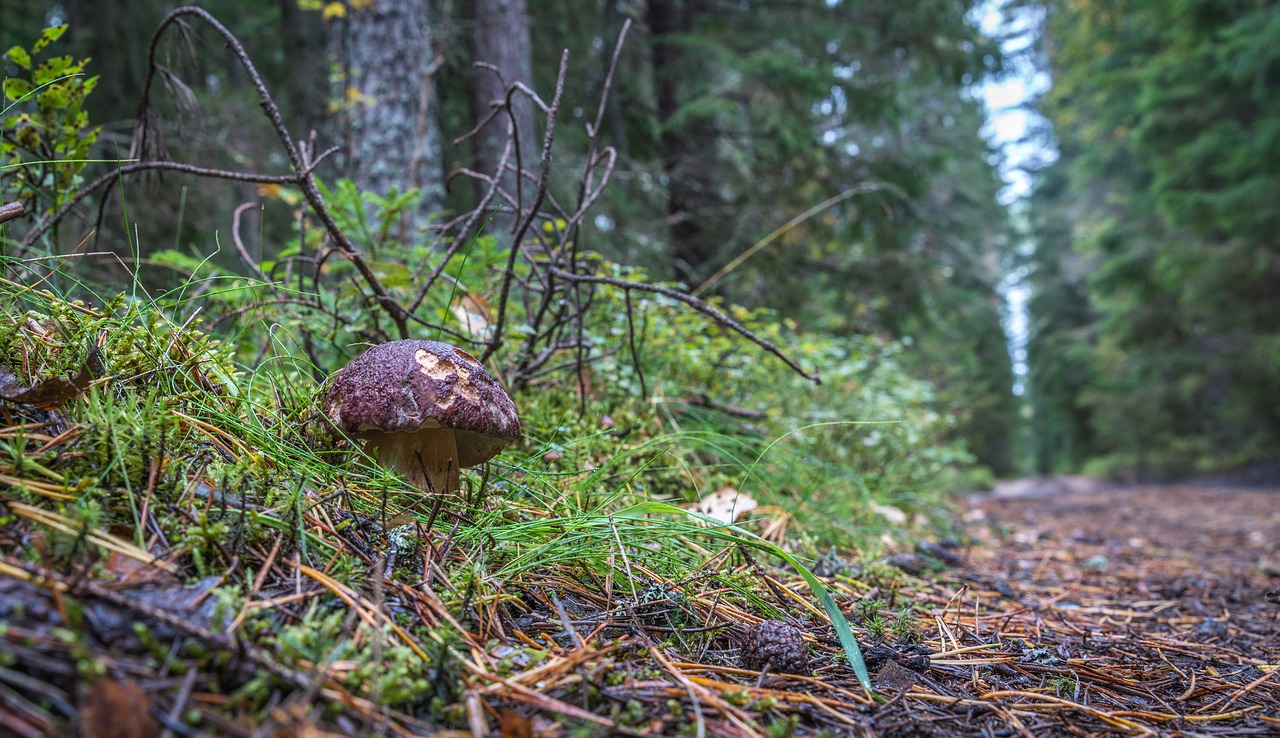 Image - white mushroom forest mushroom