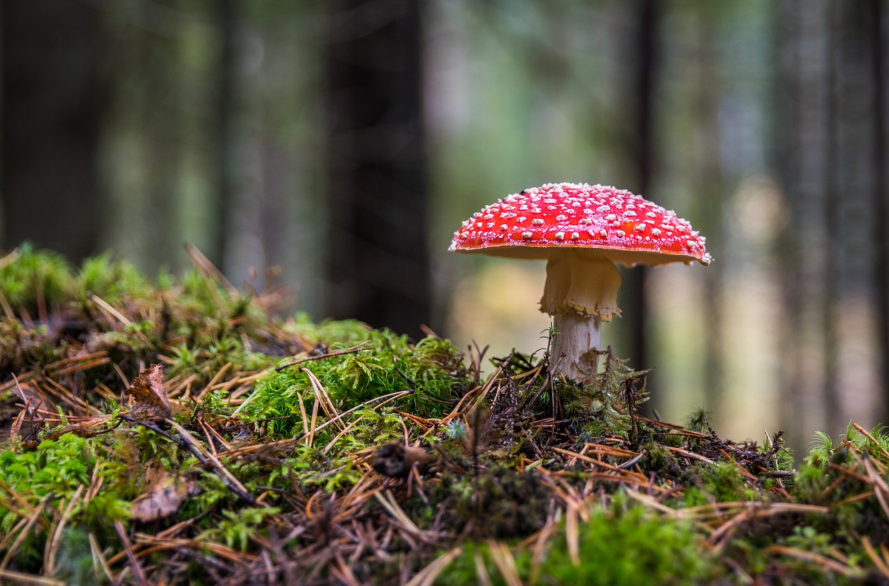 Image - mushroom moss amanita forest