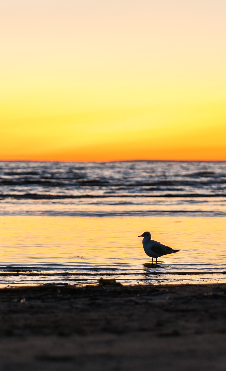 Image - beach seagull water sunset bay