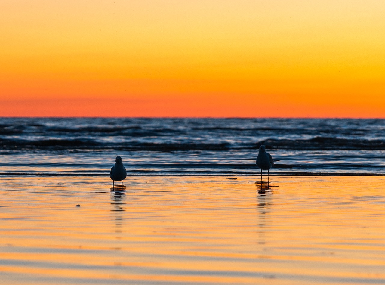 Image - sunset gulls water bay evening